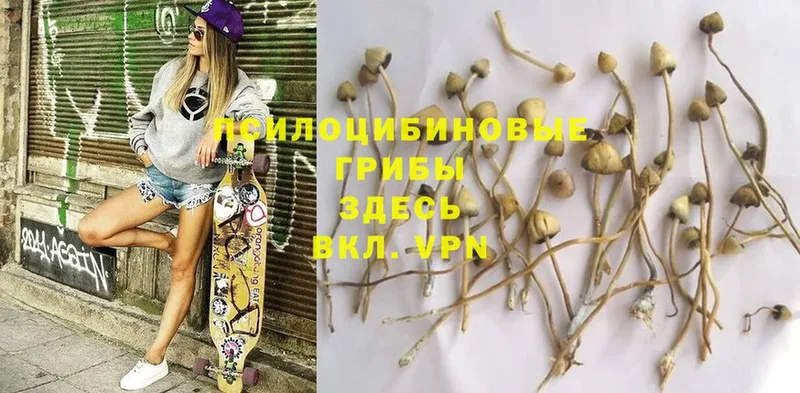 Галлюциногенные грибы Magic Shrooms  Сорочинск 