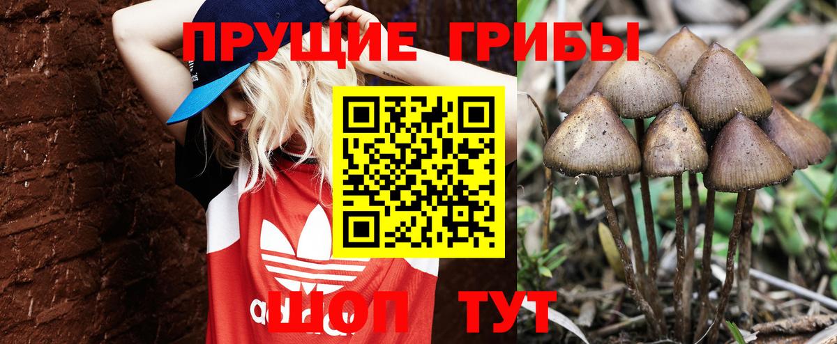 Сорочинск  где найти   Вход с VPN  Псилоцибиновые грибы прущие грибы 